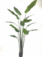 Strelitzia deluxe 213cm